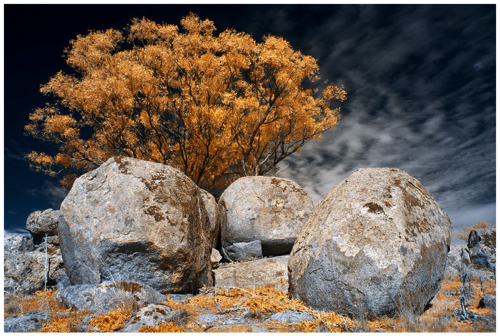 Trees and Rocks 3
